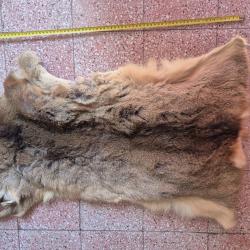 Peaux de chevreuil 1