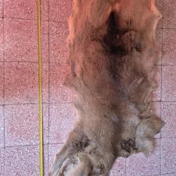 Peaux de chevreuil 2