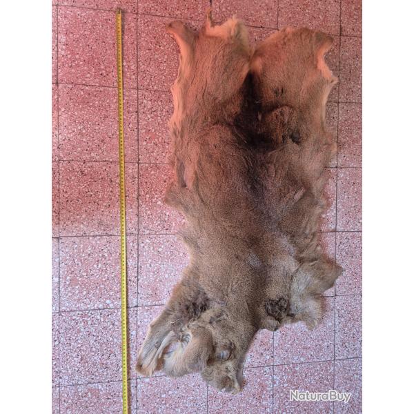 Peaux de chevreuil 2