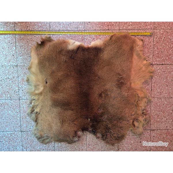 Peaux de chevreuil 3