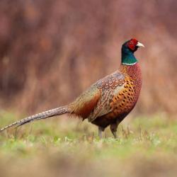 Action de chasse petit gibier