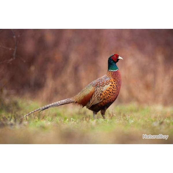 Action de chasse petit gibier