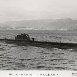 Photographie sous-marin Pallas -N&deg;7986