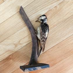 Pic &eacute;peiche naturalis&eacute;