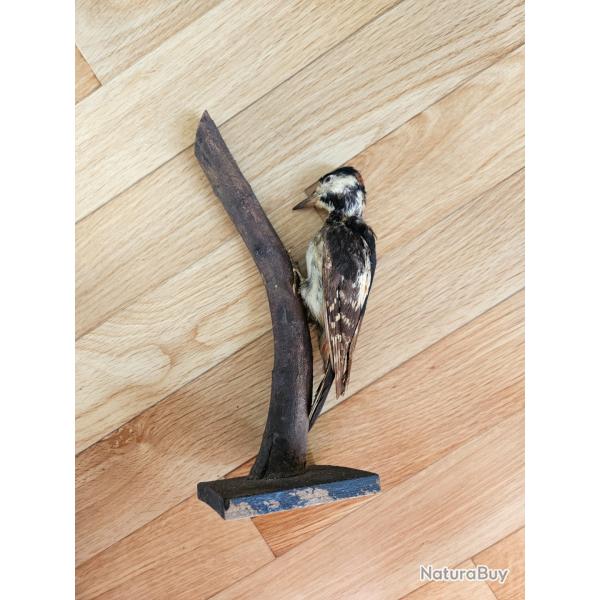 Pic �peiche naturalis�