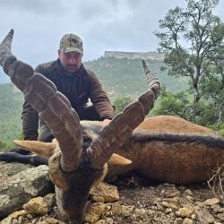 Chasse aux Ibex / Arrui en Espagne - TAILLE SANS LIMITE