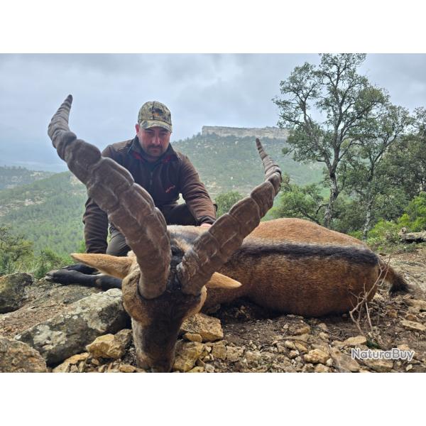 Chasse aux Ibex / Arrui en Espagne - TAILLE SANS LIMITE