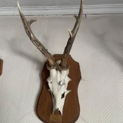 Troph&eacute;e de chevreuil sur massacre