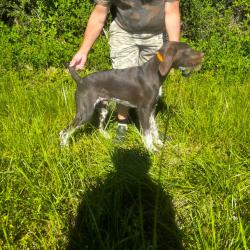 Chiot m&acirc;le drahthaar