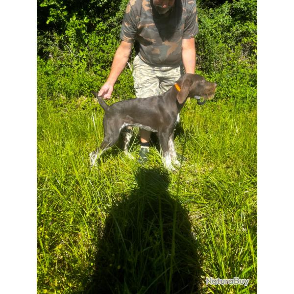 Chiot m�le drahthaar