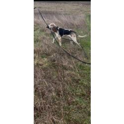 Chien griffon bleu crois&eacute;