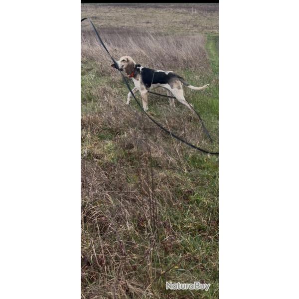 Chien griffon bleu crois�