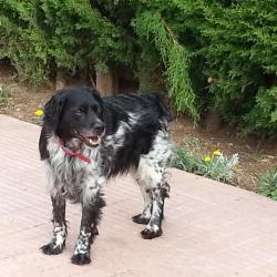 Recherche journ&eacute;e ou action chasse petits gibiers