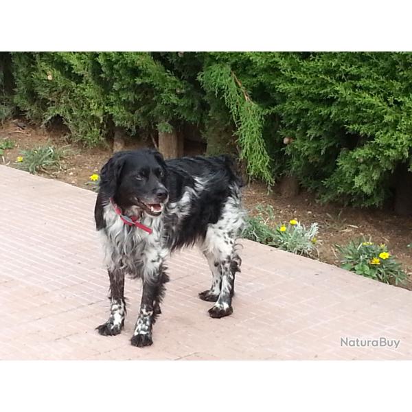 Recherche journ�e ou action chasse petits gibiers