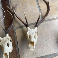 Cr&acirc;nes de cerf avec bois