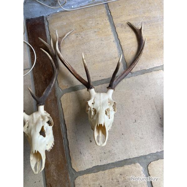 Cr�nes de cerf avec bois