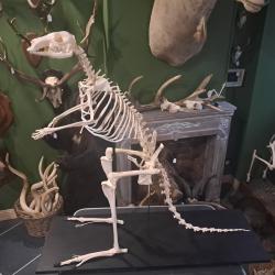 Squelette de kangourou roux ; Osphranter rufus