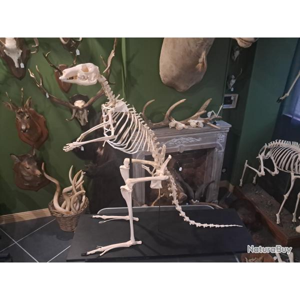 Squelette de kangourou roux ; Osphranter rufus