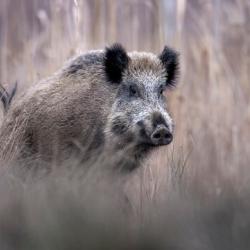 Chasse au grand gibier en semaine