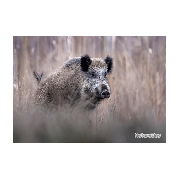Chasse au grand gibier en semaine