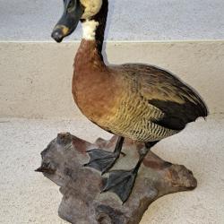 Taxidermie