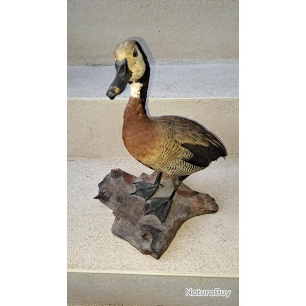 Taxidermie