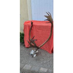 Gros massacre atypique de Caribou