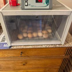Couveuse automatique 36 oeufs