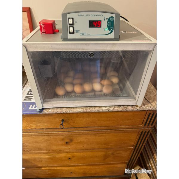Couveuse automatique 36 oeufs