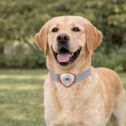 R&eacute;pulsif &eacute;lectronique anti tiques et puces pour chien et chats orange