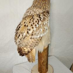 Taxidermie Hibou grand-duc de Sib&eacute;rie avec cites Bod ; excellent plumage