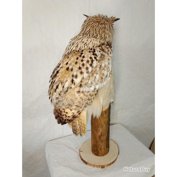 Taxidermie Hibou grand-duc de Sib�rie avec cites Bod ; excellent plumage