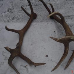 36 et 20 cors  - &eacute;normes mues de cerf &eacute;laphe