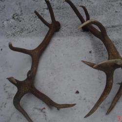20 cors  - &eacute;normes mues de cerf &eacute;laphe