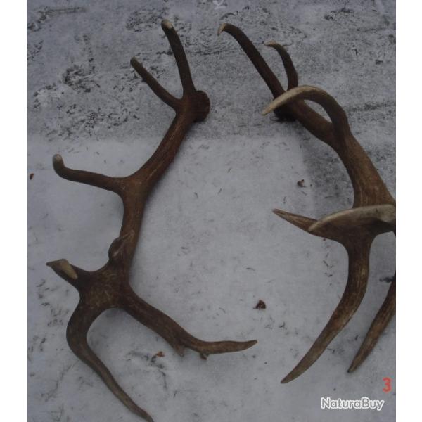 36 et 20 cors  - �normes mues de cerf �laphe