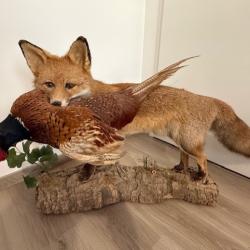 Vends Renard avec faisan taxidermie