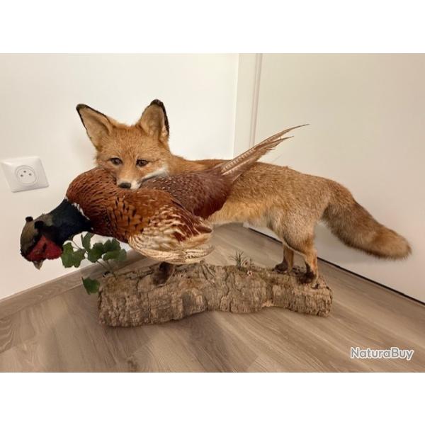 Vends Renard avec faisan taxidermie