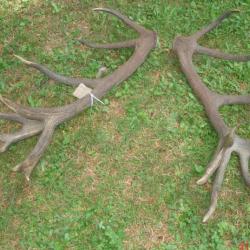 Grand ensemble de mues de cerf &eacute;laphe