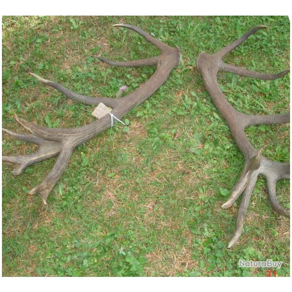 Grand ensemble de mues de cerf �laphe