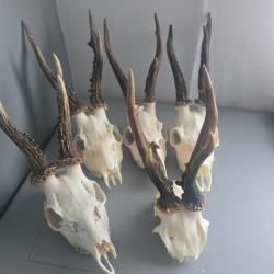 Lot massacre Brocard