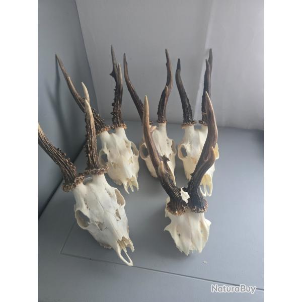 Lot massacre Brocard