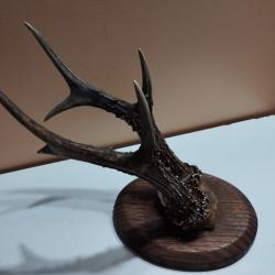 1 GRAND TROPHEE CHEVREUIL BROCARD 6 CORS BOIS 25CM TAXIDERMIE CHASSE