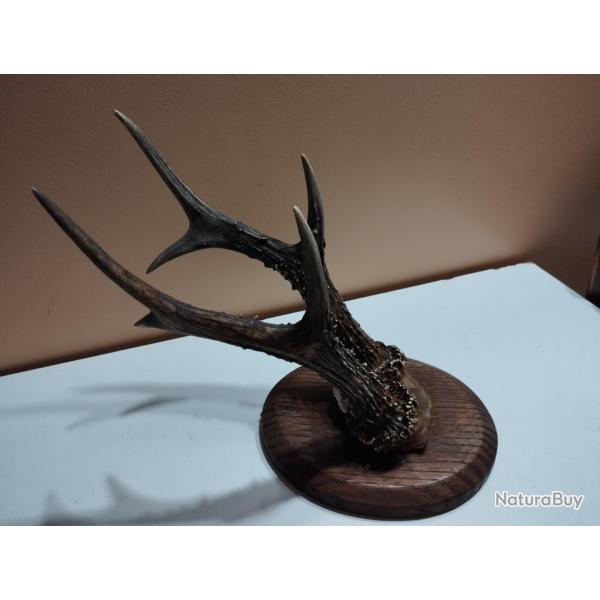 1 GRAND TROPHEE CHEVREUIL BROCARD 6 CORS BOIS 25CM TAXIDERMIE CHASSE