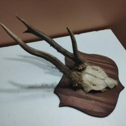 1 TROPHEE CHEVREUIL BROCARD PARTICULIER TAXIDERMIE CHASSE