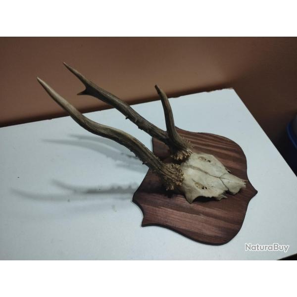 1 TROPHEE CHEVREUIL BROCARD PARTICULIER TAXIDERMIE CHASSE