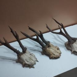 3 TROPHEE DE CHEVREUIL BROCARD TAXIDERMIE CHASSE
