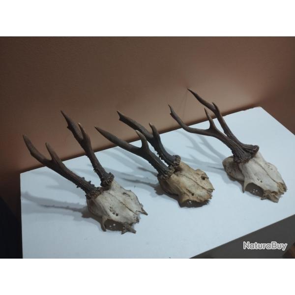 3 TROPHEE DE CHEVREUIL BROCARD TAXIDERMIE CHASSE