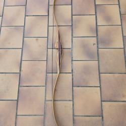 Arc Oak Ridge Zebrali 60" 55lbs Droitier Neuf