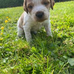 Chiots &eacute;pagneul bretton