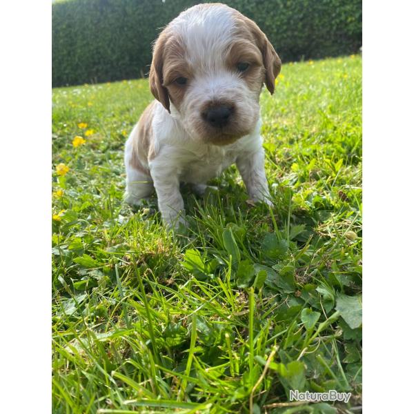 Chiots �pagneul bretton